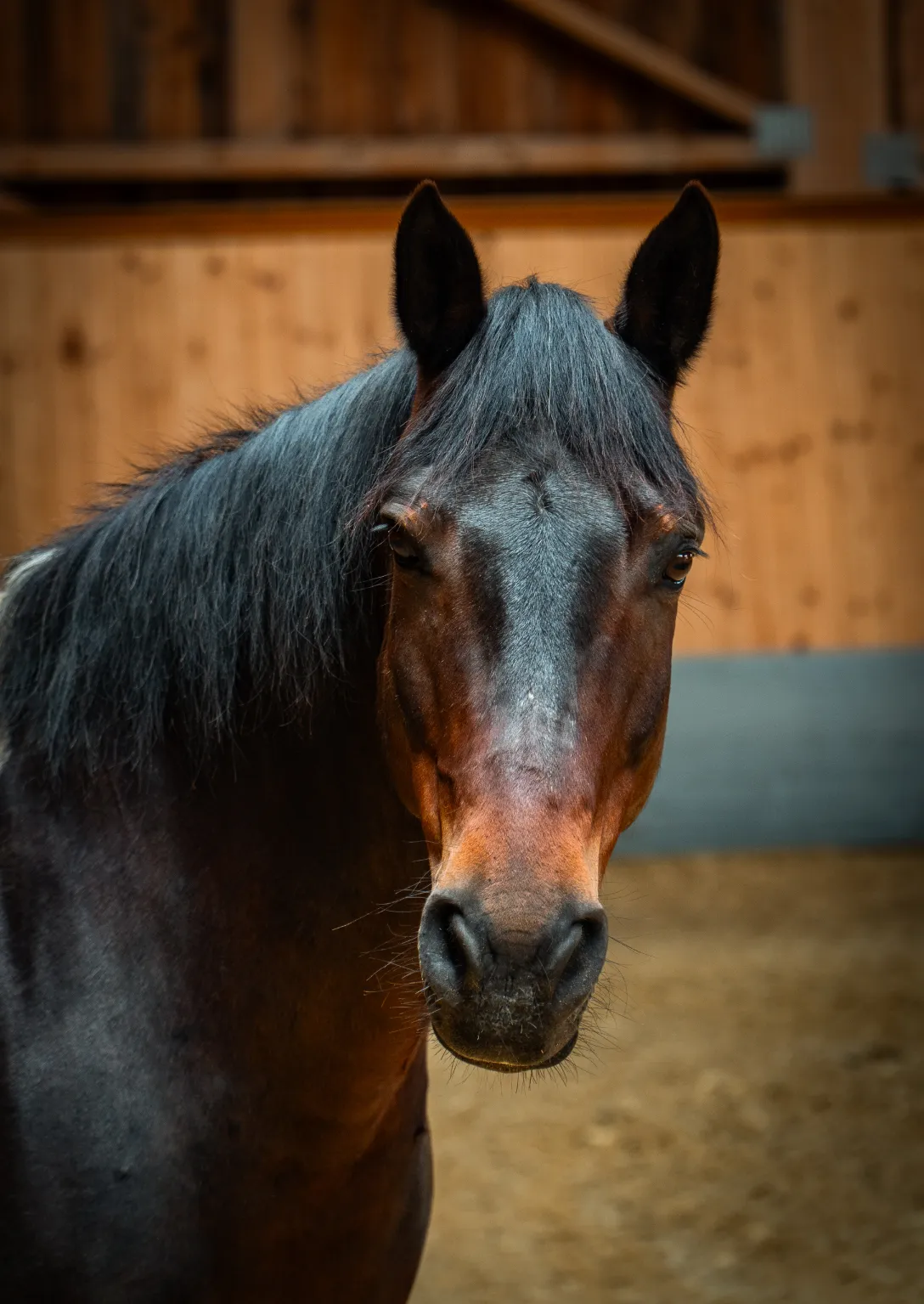 Szajkó Lovarda Lova Amadeusz