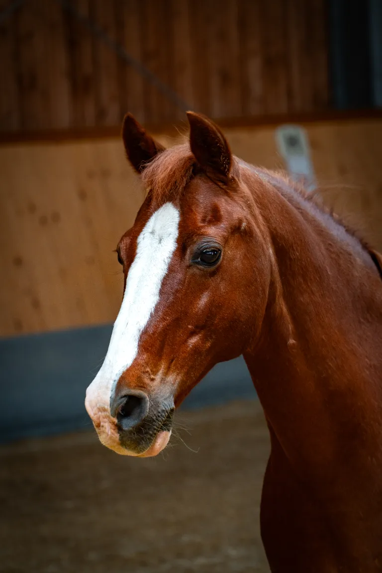 Szajkó Lovarda lova Bernstein