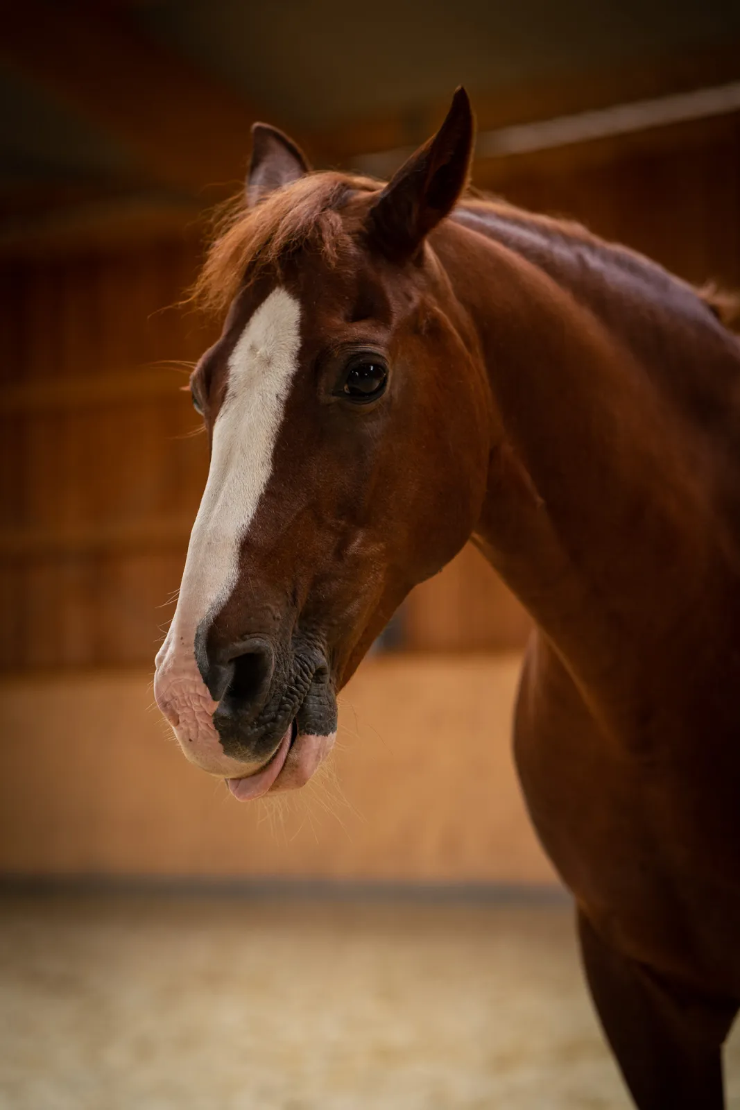 Szajkó Lovarda lova Bernstein