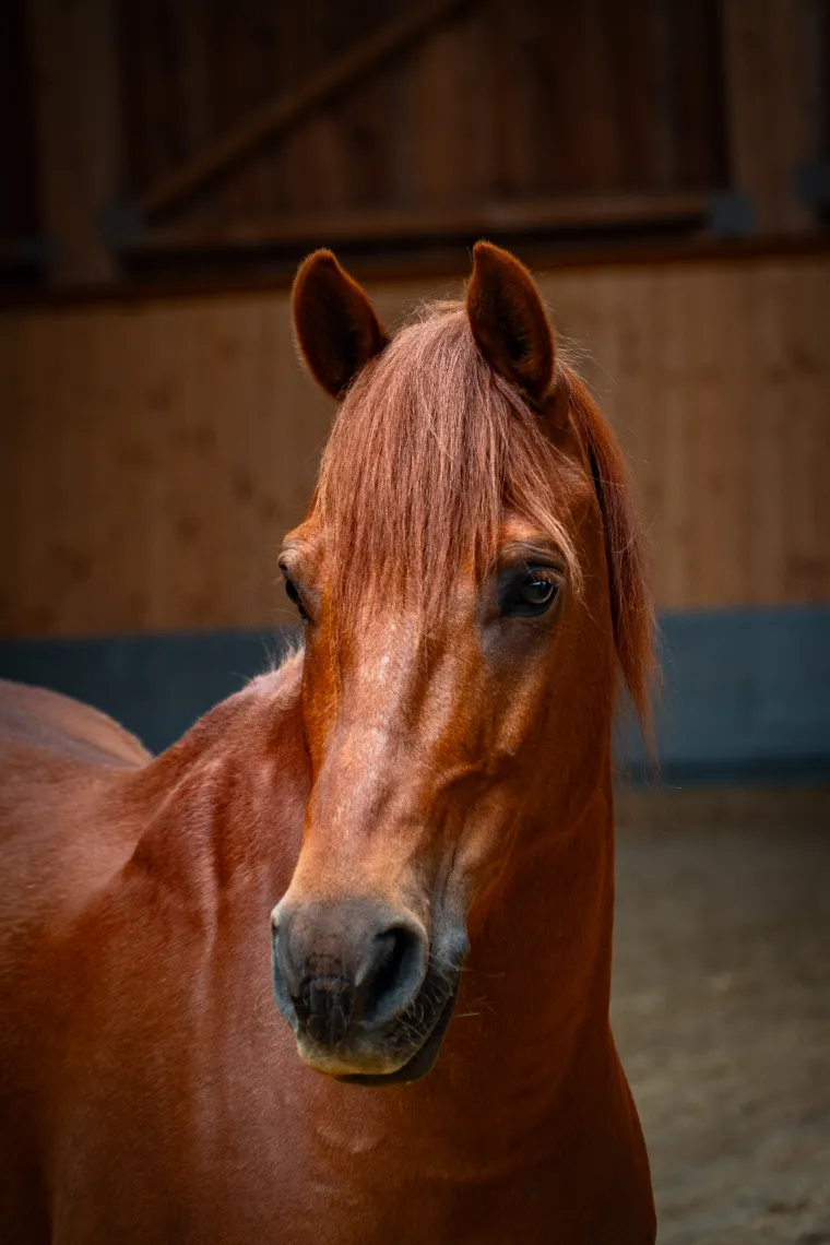 Szajkó Lovarda lova Candy Crush