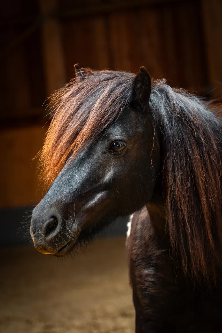 Szajkó Lovarda Lova Édes