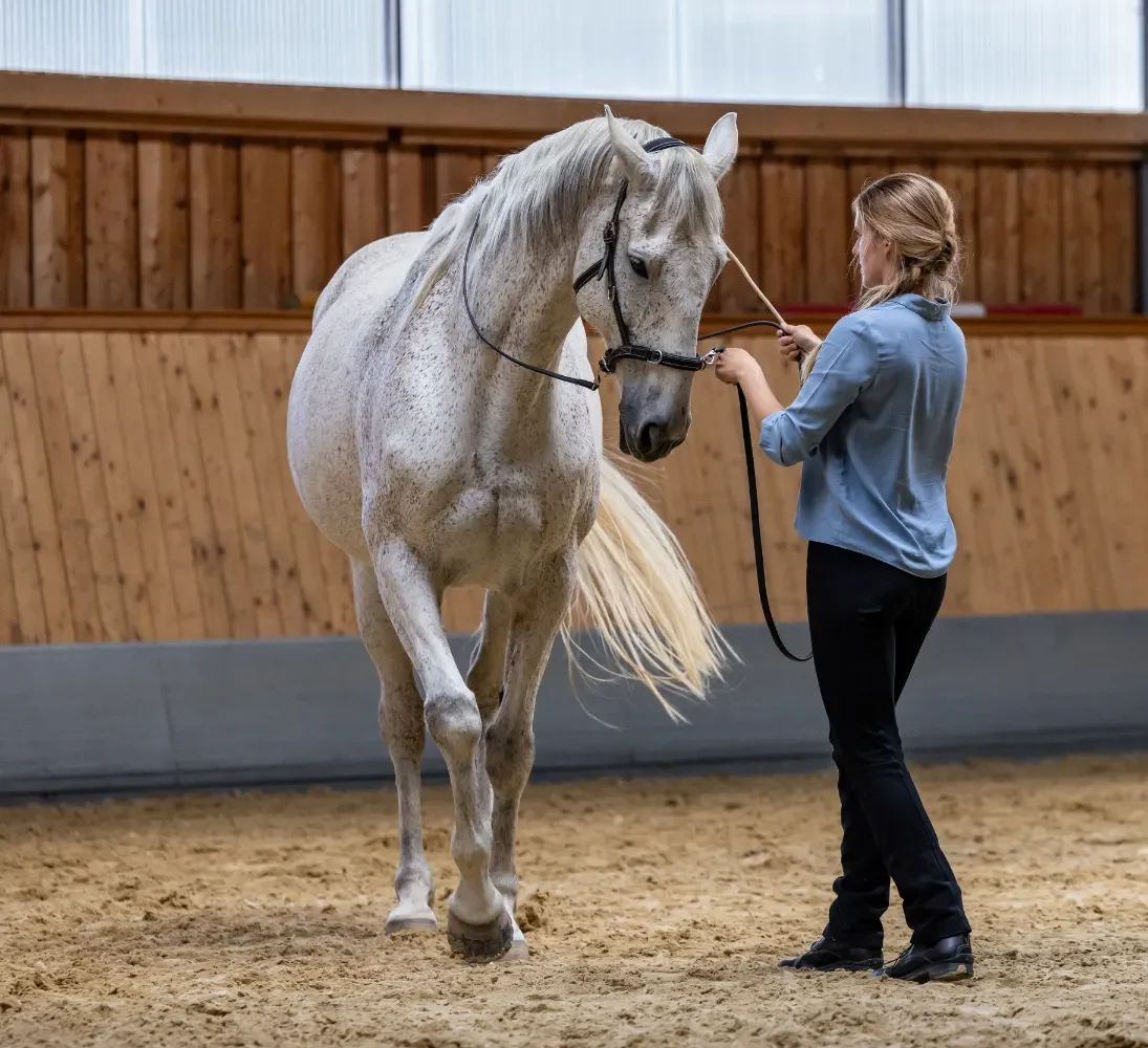 szajko-lovarda-foldimunka3