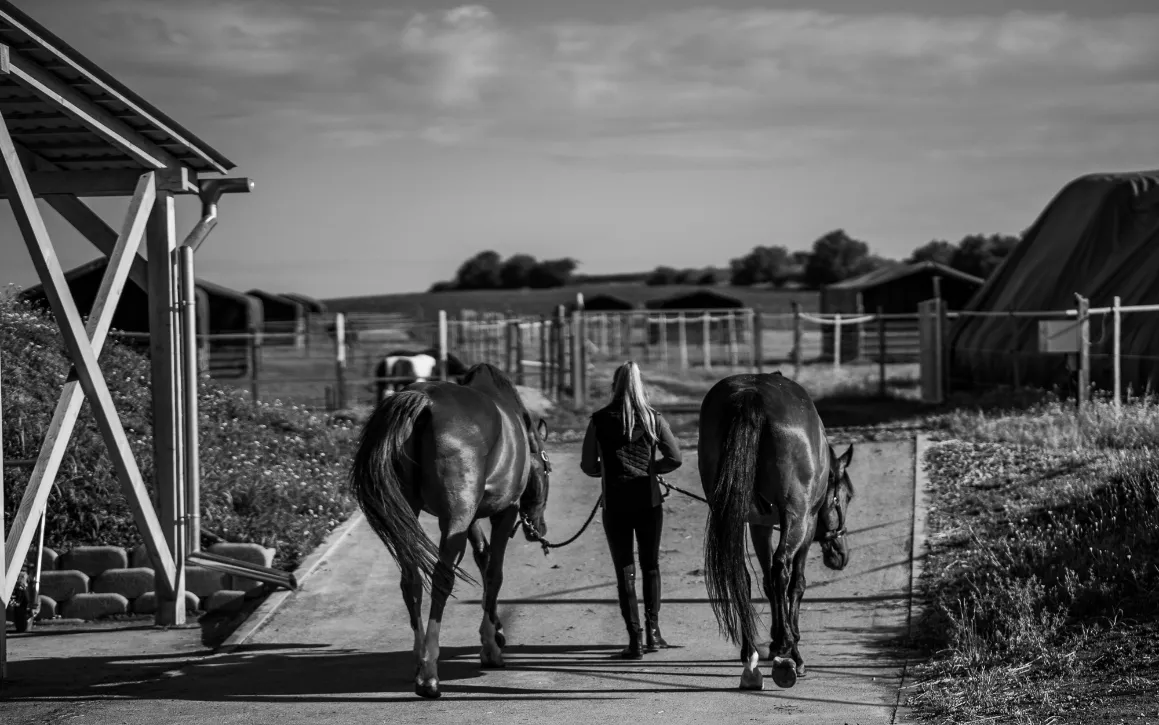 Szajkó Lovarda Lovarda