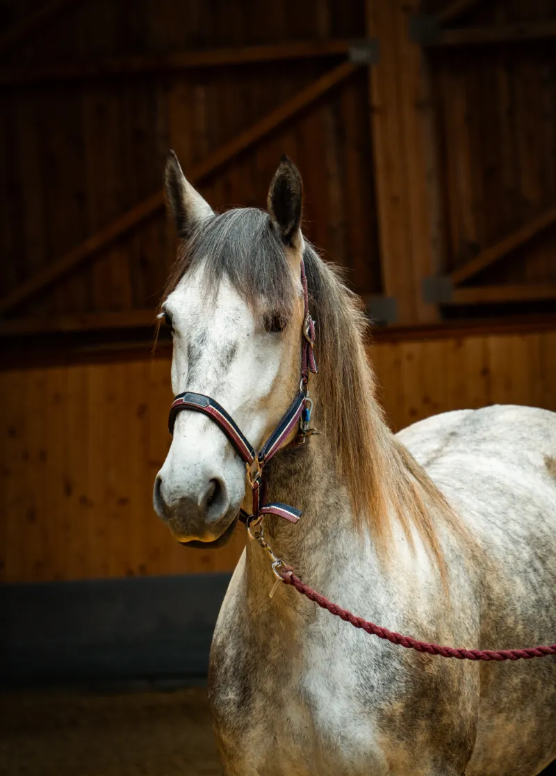 szajko-lovarda-mák