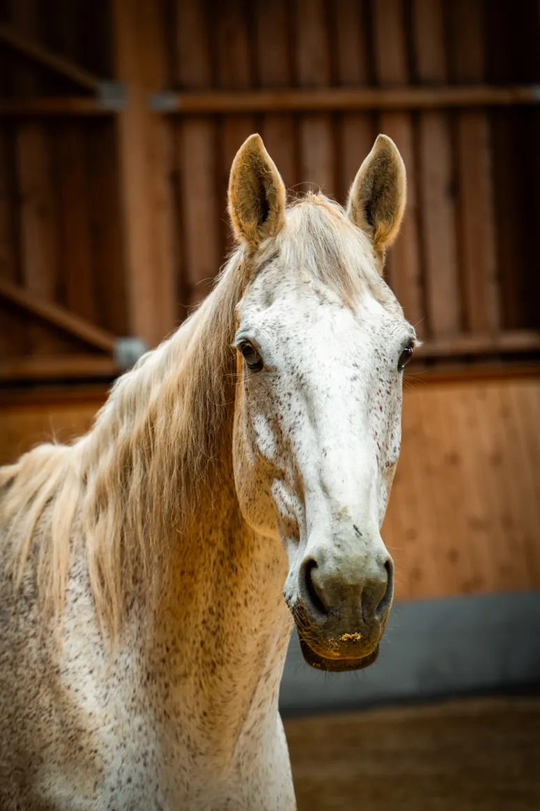 Szajkó Lovarda lova Ox Mountain Cloud