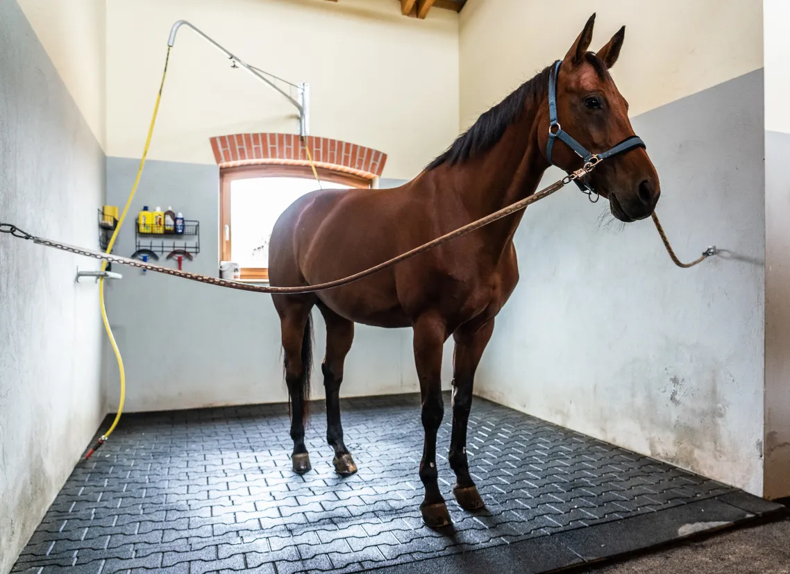 Szajkó Lovarda Patamosó
