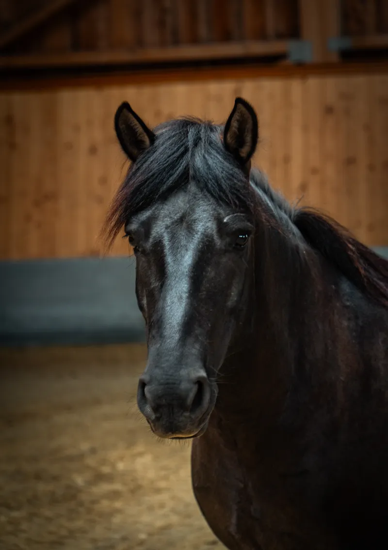 Szajkó Lovarda Lova Shába