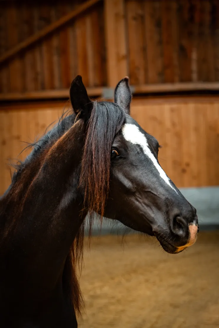 Szajkó Lovarda Lova Shába