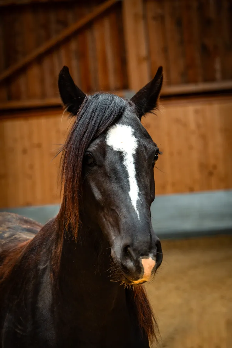 Szajkó Lovarda Lova Shába