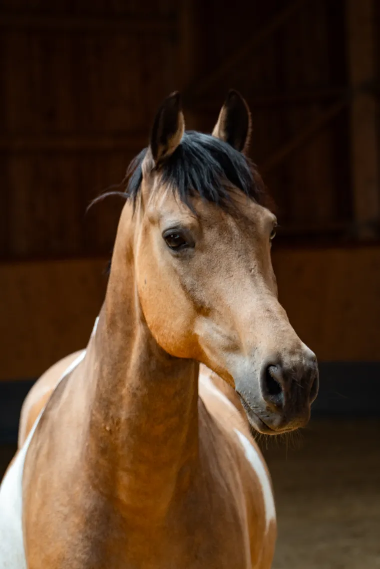 Szajkó Lovarda Lova Sirius
