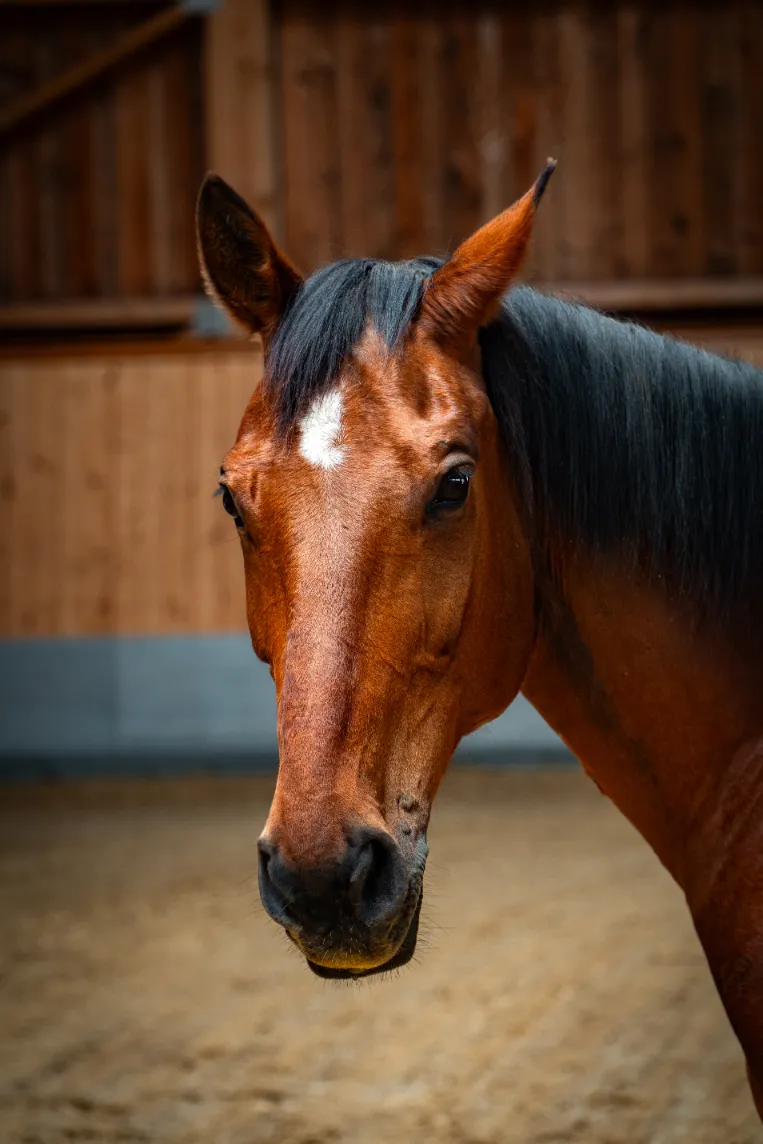 Szajkó Lovarda Lova Táltos