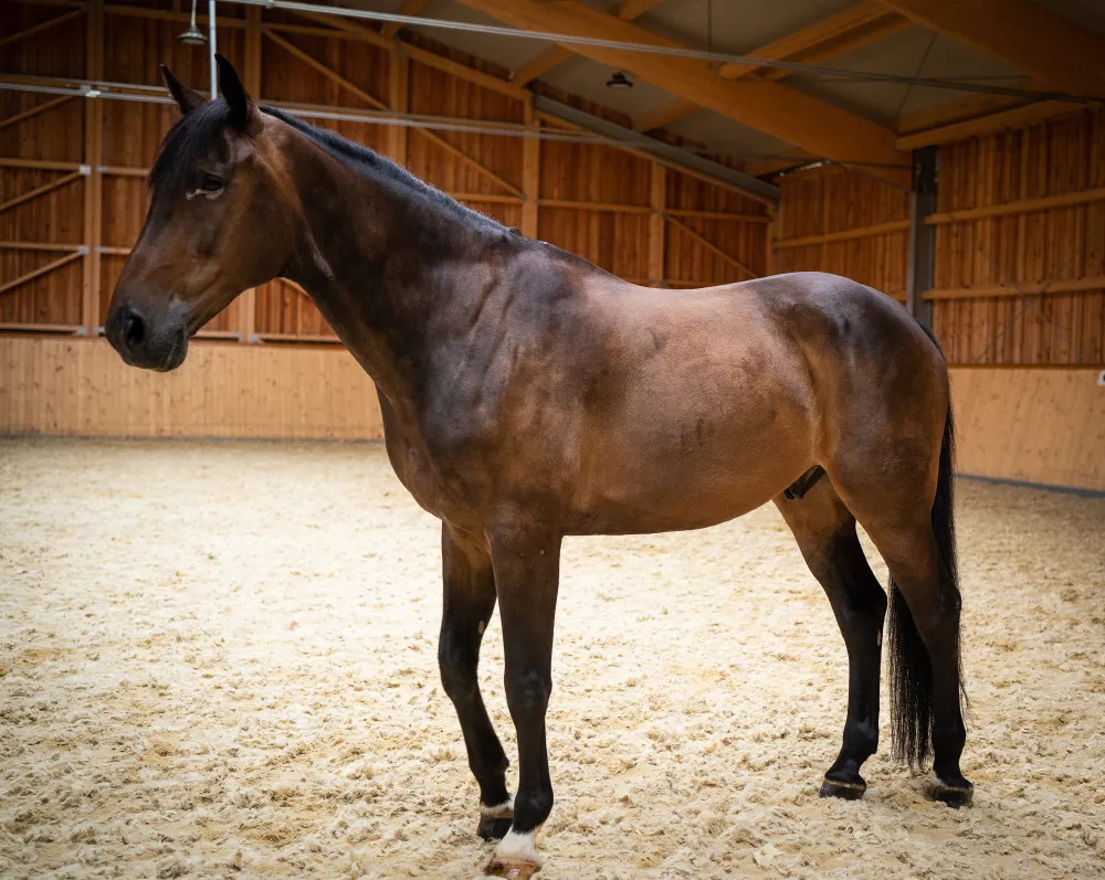 Szajkó Lovarda Lova Varsány