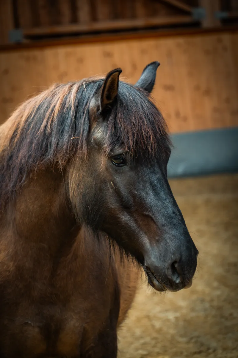 Szajkó Lovarda lova Vihar