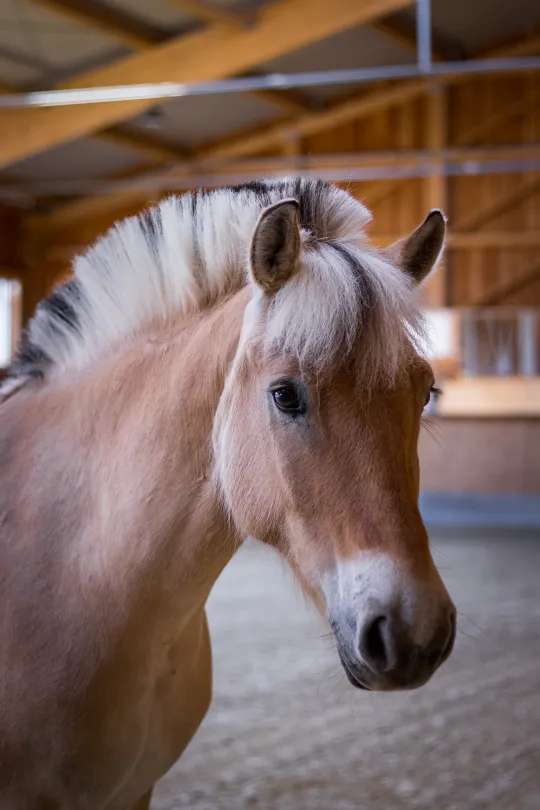 Szajkó Lovarda Lova Zsömle