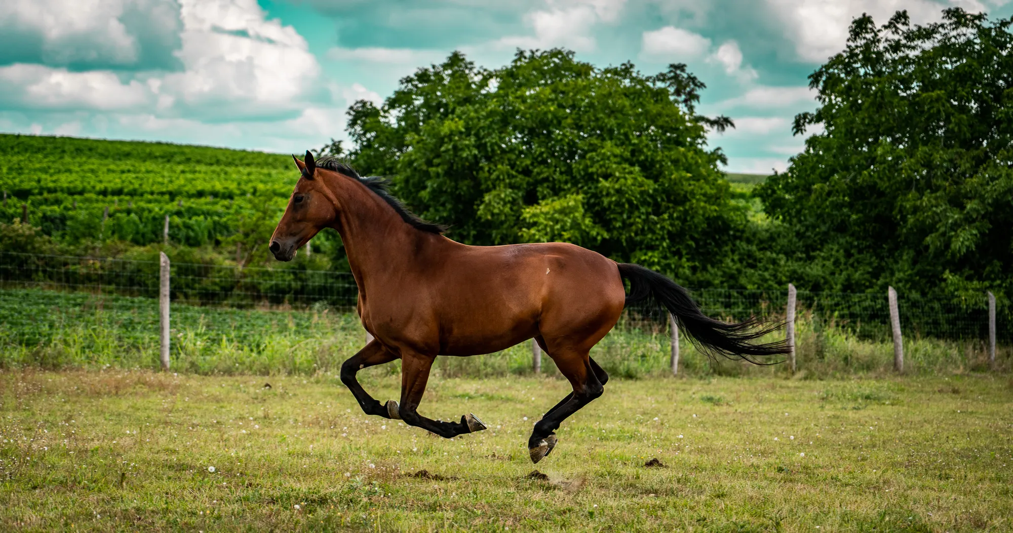 Szajkó Lovarda Ló Vágtat