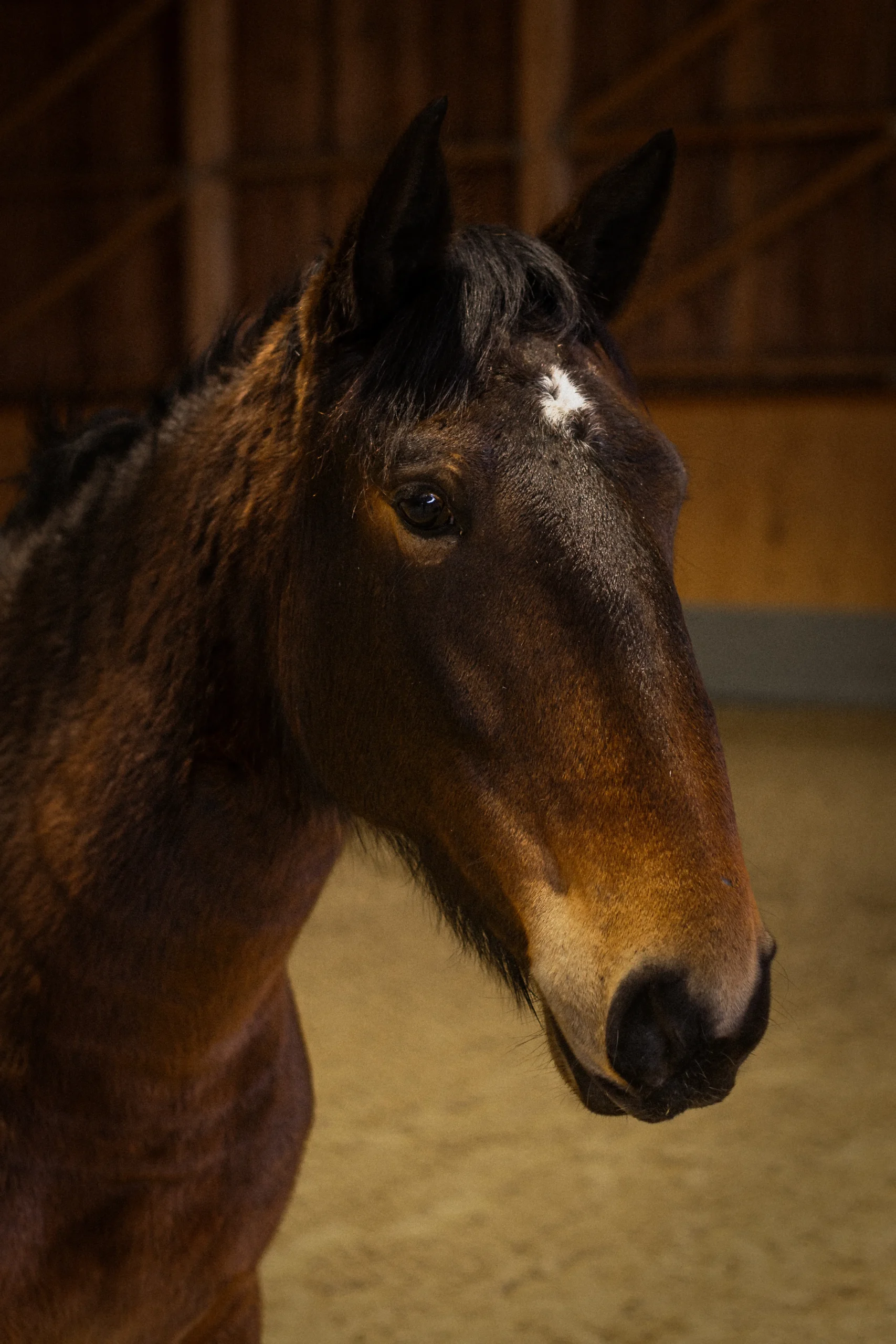 Szajkó Lovarda lova Stella