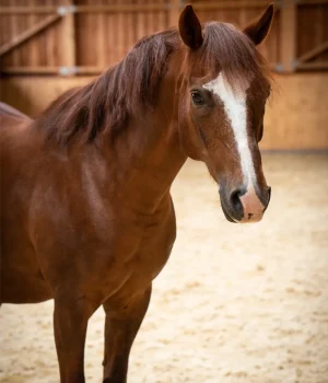Szajkó Lovarda lova Amigó