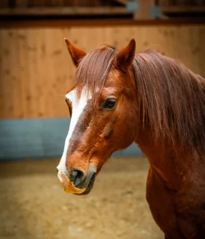 Szajkó Lovarda lova Amigó