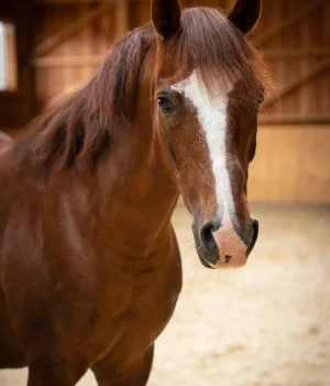 Szajkó Lovarda lova Amigó