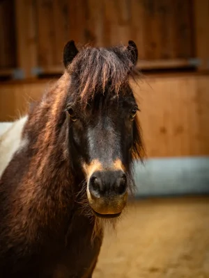 Szajkó Lovarda Lova Bambi