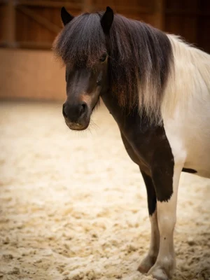 Szajkó Lovarda Lova Bambi