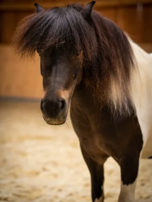 Szajkó Lovarda Lova Bambi