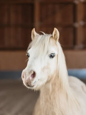 Szajkó Lovarda Lova Bandi