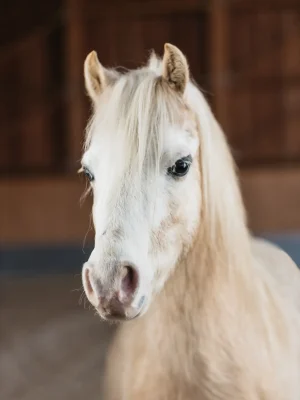 Szajkó Lovarda Lova Bandi