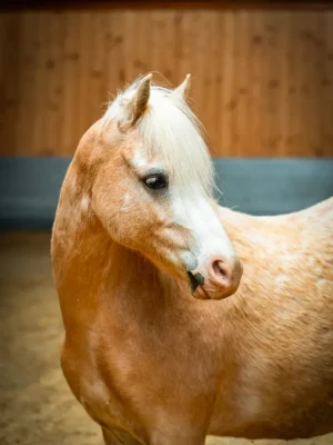 Szajkó Lovarda Lova Bandi
