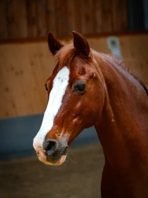 Szajkó Lovarda lova Bernstein