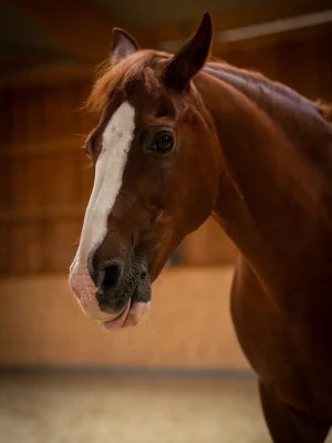 Szajkó Lovarda lova Bernstein