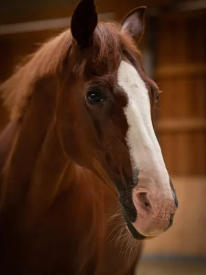 Szajkó Lovarda lova Bernstein