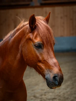 Szajkó Lovarda lova Candy Crush