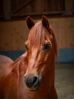 Szajkó Lovarda lova Candy Crush