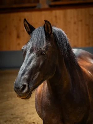 Szajkó Lovarda Lova Csinos