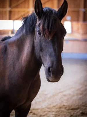 Szajkó Lovarda Lova Csinos