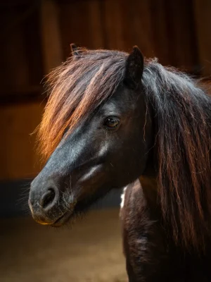 Szajkó Lovarda Lova Édes