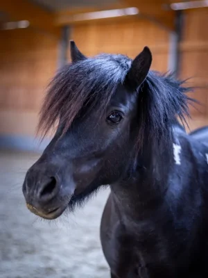 Szajkó Lovarda Lova Lynn