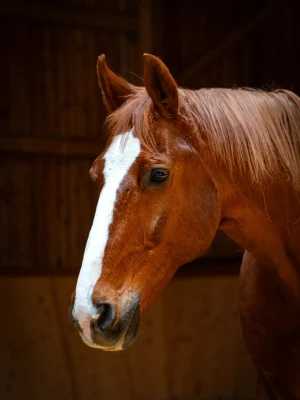 Szajkó Lovarda Lova Fernando