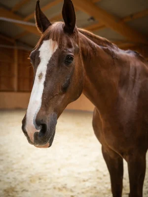 Szajkó Lovarda Lova Fernando