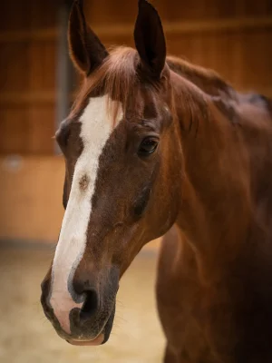 Szajkó Lovarda Lova Fernando