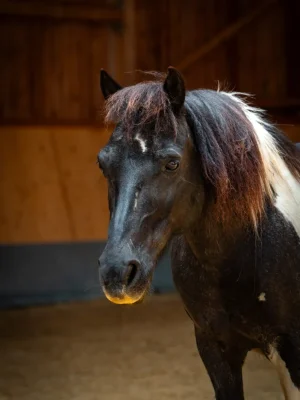Szajkó Lovarda Lova Lipton