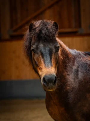 Szajkó Lovarda Lova Lynn