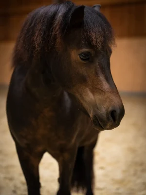 Szajkó Lovarda Lova Lynn