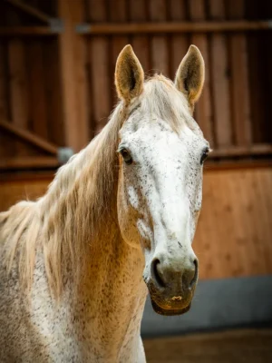 Szajkó Lovarda lova Ox Mountain Cloud