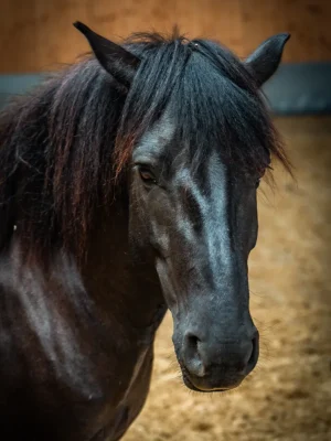 Szajkó Lovarda Lova Shába