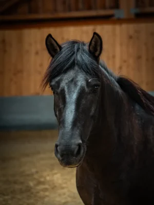Szajkó Lovarda Lova Shába