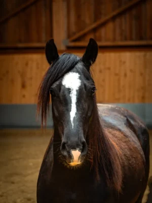Szajkó Lovarda Lova Shába