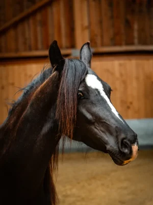 Szajkó Lovarda Lova Shába
