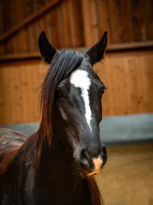 Szajkó Lovarda Lova Shába